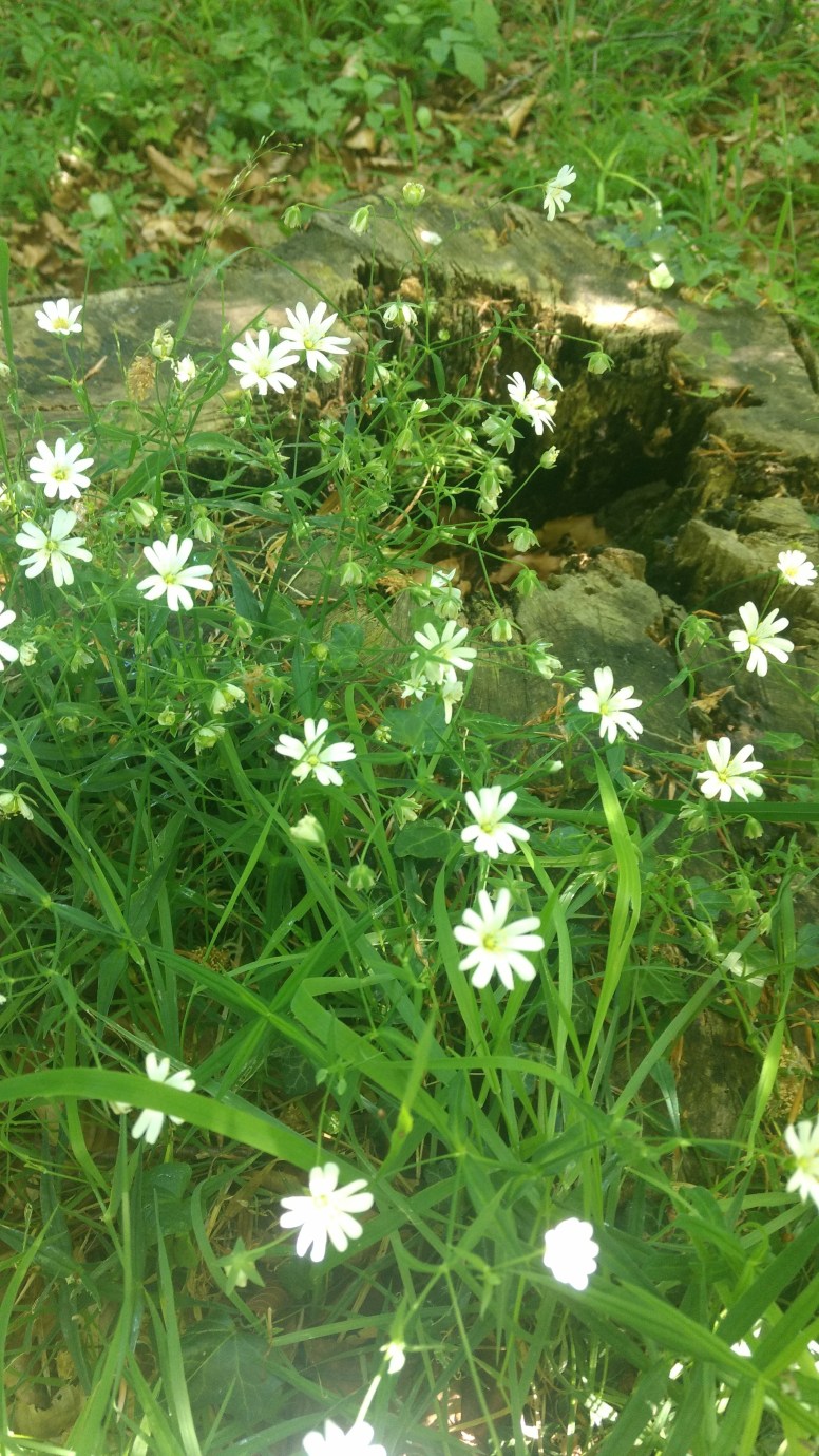 Blümchen im Ruheforst - Trauer leben